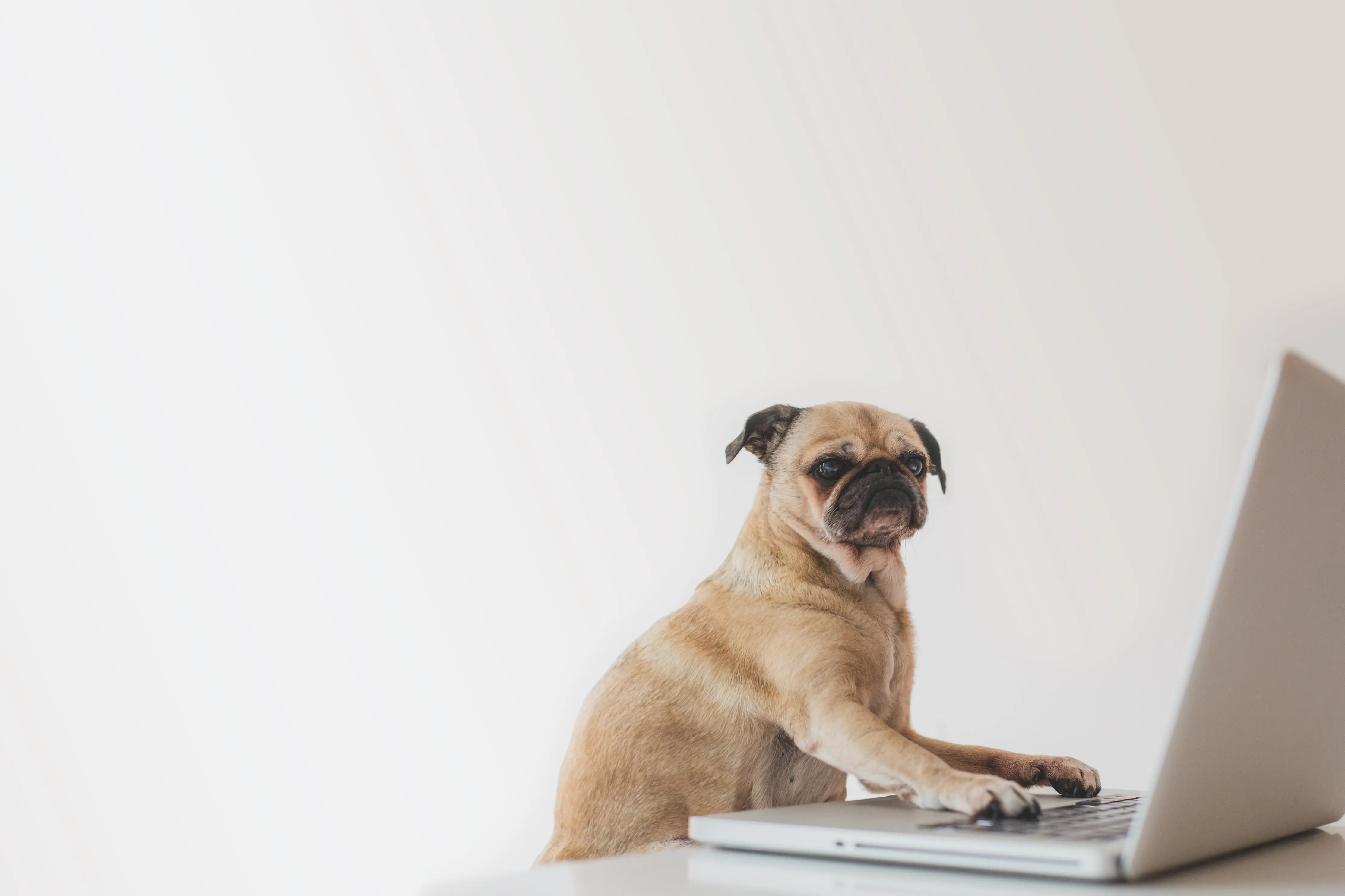 A pug working on a laptop. A photo by Matthew Henry (@matthew_henry on Burst)